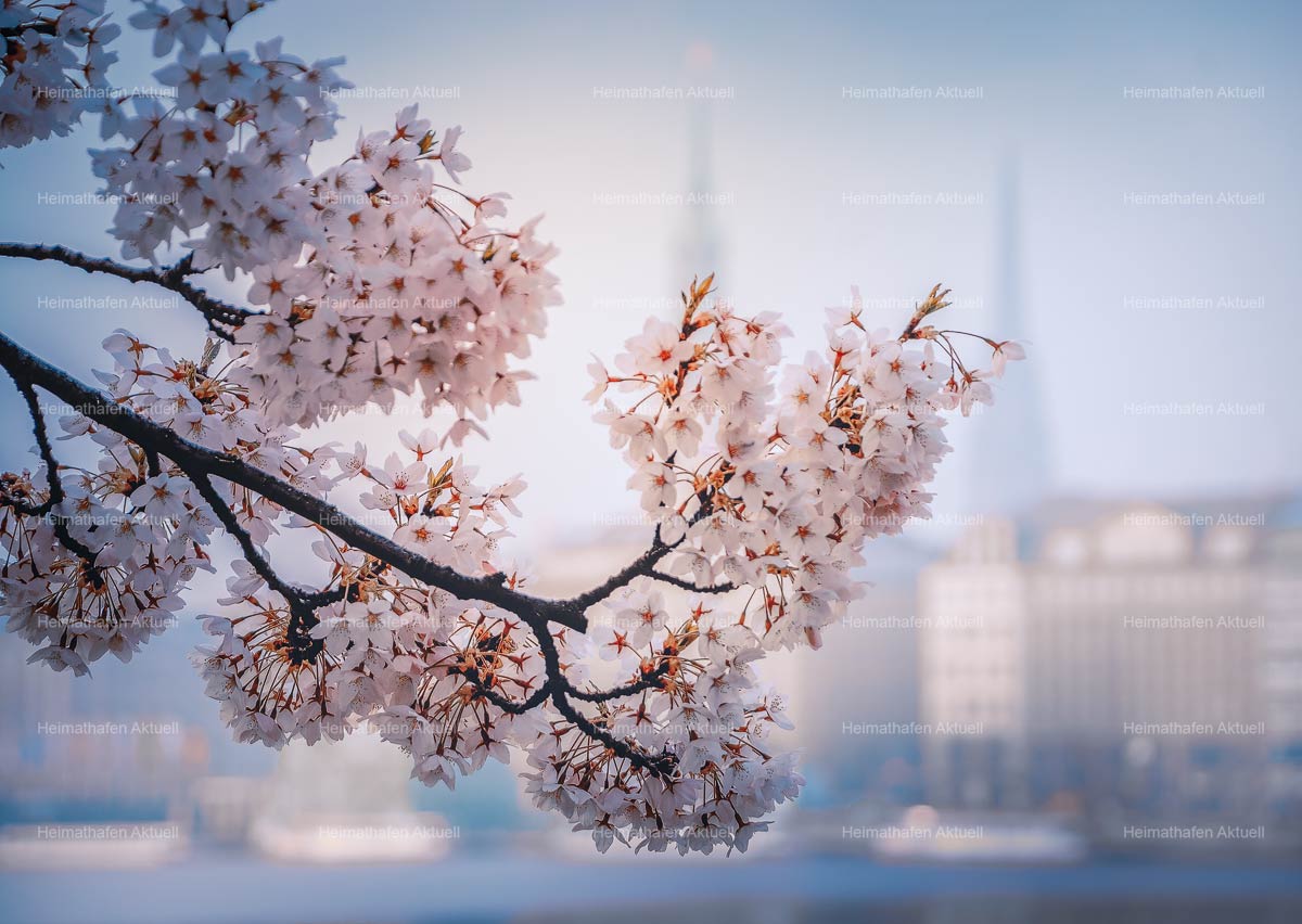 Hamburg Fotos Alster - ALS-00008-Kirschblüte-an-der-Binnenalster Hamburg Fotos Alster - ALS-00008-Kirschblüte-an-der-Binnenalster
