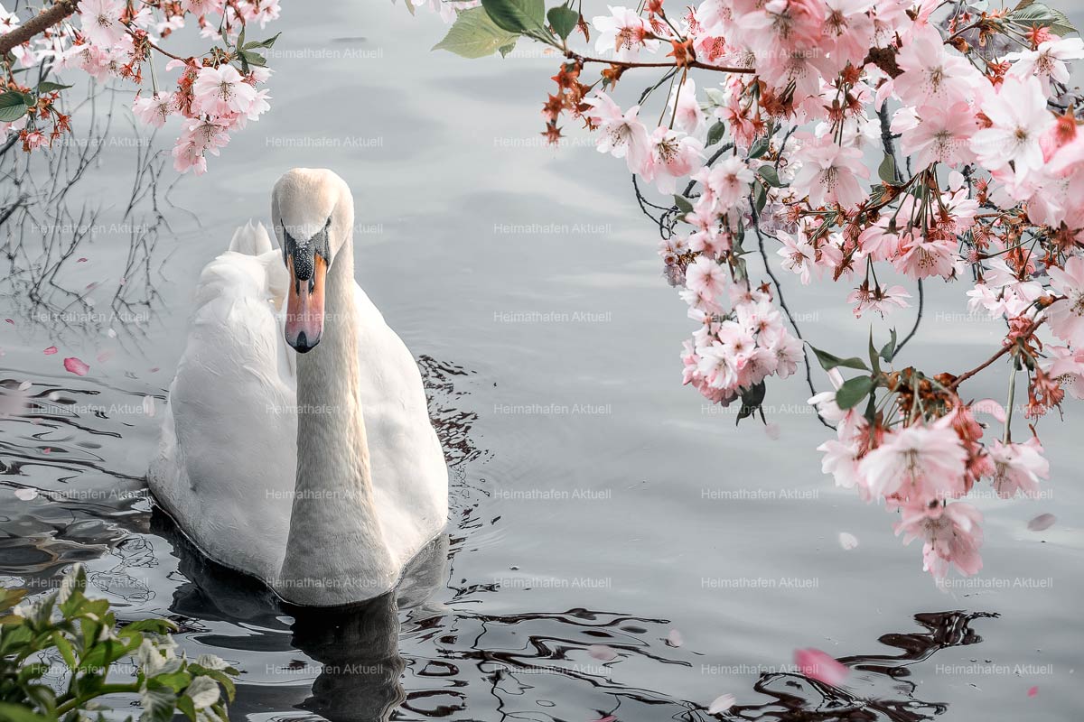 Hamburg Fotos Alster - ALS-00023-Alsterschwan-Kirschblüte Hamburg Fotos Alster - ALS-00023-Alsterschwan-Kirschblüte